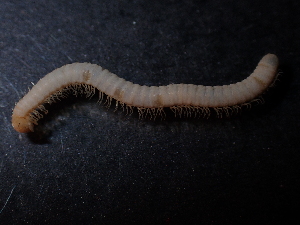  (Pachyiulinae - BGE_00514_G05)  @11 [ ] Copyright (c) (2024) Unspecified Croatian Biospeleological Society