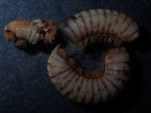  (Chromatoiulus - BGE_00514_G03)  @11 [ ] Copyright (c) (2024) Unspecified Croatian Biospeleological Society