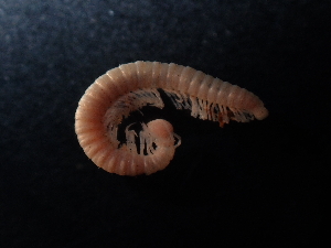  (Egonpretneria vudutschajldi - BGE_00514_F01)  @11 [ ] Copyright (c) (2024) Unspecified Croatian Biospeleological Society