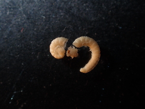  (Egonpretneria - BGE_00520_D01)  @11 [ ] Copyright (c) (2024) Unspecified Croatian Biospeleological Society