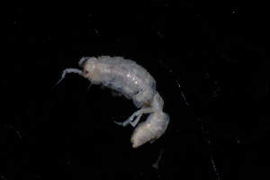  ( - BGE_00516_A03)  @11 [ ] CreativeCommons  Attribution (by) (2025) Jana Bedek Croatian Biospeleological Society