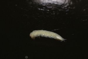  (Trichoniscoides - BGE_00516_D11)  @11 [ ] CreativeCommons  Attribution (by) (2025) Unspecified Croatian Biospeleological Society