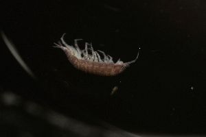  (Tachysoniscus - BGE_00516_F03)  @11 [ ] CreativeCommons  Attribution (by) (2025) Unspecified Croatian Biospeleological Society