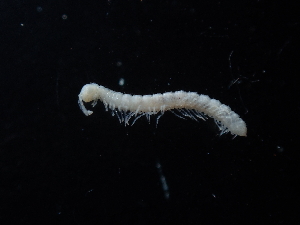  (Paradoxosomatinae - BGE_00520_E08)  @11 [ ] Copyright (c) (2024) Unspecified Croatian Biospeleological Society