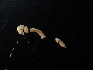  (Solentanodesmus - BGE_00514_F05)  @11 [ ] Copyright (c) (2024) Unspecified Croatian Biospeleological Society