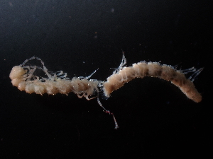  (unclassified Trichopolydesmidae - BGE_00520_G11)  @11 [ ] Copyright (c) (2024) Unspecified Croatian Biospeleological Society