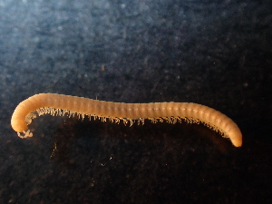  (Typhloiulus parvulus - BGE_00514_F12)  @11 [ ] Copyright (c) (2024) Unspecified Croatian Biospeleological Society