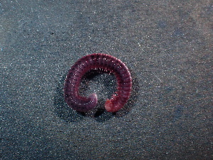  (Typhloiulus psilonotus - BGE_00520_E01)  @11 [ ] Copyright (c) (2024) Unspecified Croatian Biospeleological Society