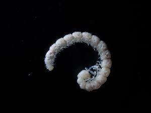  (Verhoeffodesmus - BGE_00520_E10)  @11 [ ] Copyright (c) (2024) Unspecified Croatian Biospeleological Society