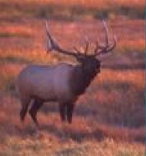  (Cervus elaphus - Elk)  @12 [ ] Unspecified (default): All Rights Reserved  Unspecified Unspecified