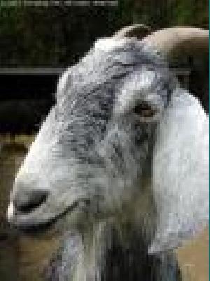  ( - Goat)  @12 [ ] Unspecified (default): All Rights Reserved  Unspecified Unspecified