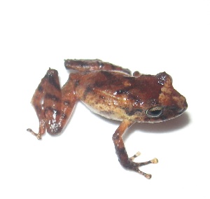  ( - AJC 3469)  @11 [ ] CreativeCommons - Attribution Non-Commercial Share-Alike (2011) Andrew J. Crawford Universidad de los Andes