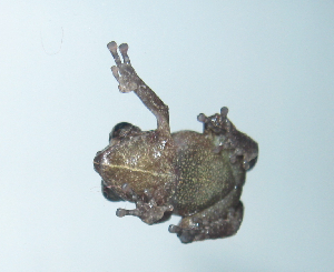  ( - AJC 3470)  @11 [ ] CreativeCommons - Attribution Non-Commercial Share-Alike (2011) Andrew J. Crawford Universidad de los Andes