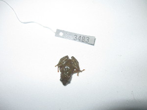  ( - AJC 3483)  @11 [ ] CreativeCommons - Attribution Non-Commercial Share-Alike (2011) Andrew J. Crawford Universidad de los Andes