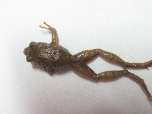  ( - AJC 3483)  @11 [ ] CreativeCommons - Attribution Non-Commercial Share-Alike (2011) Andrew J. Crawford Universidad de los Andes