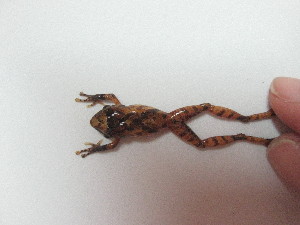  ( - AJC 3495)  @11 [ ] CreativeCommons - Attribution Non-Commercial Share-Alike (2011) Andrew J. Crawford Universidad de los Andes