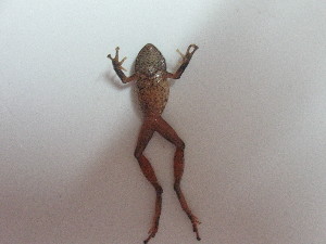  ( - AJC 3495)  @11 [ ] CreativeCommons - Attribution Non-Commercial Share-Alike (2011) Andrew J. Crawford Universidad de los Andes