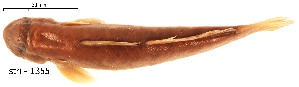  ( - stri-1355)  @12 [ ] Unspecified (default): All Rights Reserved  Unspecified Unspecified
