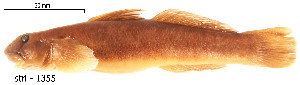  ( - stri-1355)  @13 [ ] Unspecified (default): All Rights Reserved  Unspecified Unspecified
