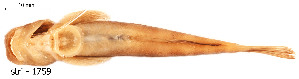  ( - stri-1759)  @12 [ ] Unspecified (default): All Rights Reserved  Unspecified Unspecified