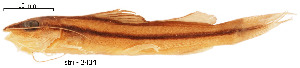  ( - stri-3434)  @11 [ ] Unspecified (default): All Rights Reserved  Unspecified Unspecified