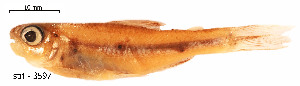  (Characidae - stri-3597)  @15 [ ] Unspecified (default): All Rights Reserved  Unspecified Unspecified