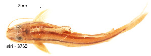 ( - stri-3760)  @11 [ ] Unspecified (default): All Rights Reserved  Unspecified Unspecified