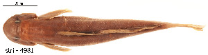  ( - stri-4981)  @14 [ ] Unspecified (default): All Rights Reserved  Unspecified Unspecified
