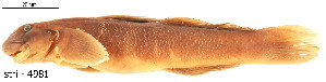  ( - stri-4981)  @14 [ ] Unspecified (default): All Rights Reserved  Unspecified Unspecified