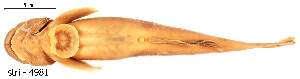  ( - stri-4981)  @14 [ ] Unspecified (default): All Rights Reserved  Unspecified Unspecified