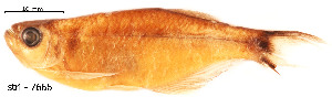  ( - stri-7666)  @12 [ ] Unspecified (default): All Rights Reserved  Unspecified Unspecified