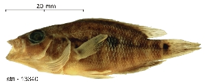  (Parachromis dovii - stri-13340)  @14 [ ] Unspecified (default): All Rights Reserved  Unspecified Unspecified