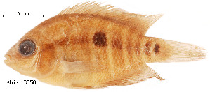  (Herotilapia - stri-13350)  @14 [ ] Unspecified (default): All Rights Reserved  Unspecified Unspecified
