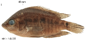  (Parachromis loisellei - stri-14438)  @14 [ ] Unspecified (default): All Rights Reserved  Unspecified Unspecified