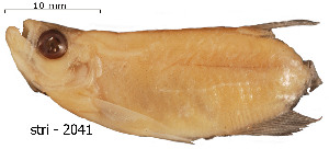 ( - stri-2041)  @14 [ ] Unspecified (default): All Rights Reserved  Unspecified Unspecified