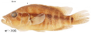  (Parachromis dovii - stri-2135)  @14 [ ] Unspecified (default): All Rights Reserved  Unspecified Unspecified