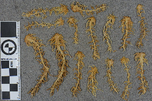  ( - BGE_00811_A05)  @11 [ ] Creative Commons  Attribution Non-Commercial Share-Alike (2024) NTNU University Museum, Department of Natural History NTNU University Museum, Department of Natural History