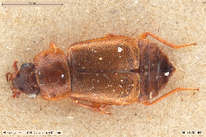  (Anthobium fusculum - BGE_00261_H02)  @11 [ ] Creative Commons  Attribution Non-Commercial Share-Alike (2024) NTNU University Museum, Department of Natural History NTNU University Museum, Department of Natural History