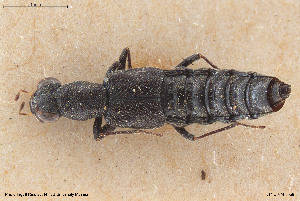  ( - BGE_00261_G04)  @11 [ ] Creative Commons  Attribution Non-Commercial Share-Alike (2024) NTNU University Museum, Department of Natural History NTNU University Museum, Department of Natural History