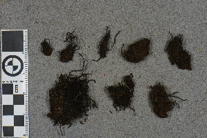  (Racomitrium visnadiae - BGE_00811_E09)  @11 [ ] Creative Commons  Attribution Non-Commercial Share-Alike (2024) NTNU University Museum, Department of Natural History NTNU University Museum, Department of Natural History