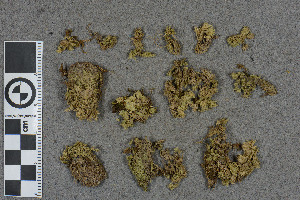  (Sphagnum ripense - BGE_00811_G05)  @11 [ ] Creative Commons  Attribution Non-Commercial Share-Alike (2024) NTNU University Museum, Department of Natural History NTNU University Museum, Department of Natural History
