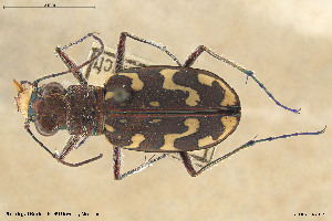  (Cicindela flexuosa - BGE_00261_A04)  @11 [ ] Creative Commons  Attribution Non-Commercial Share-Alike (2024) NTNU University Museum, Department of Natural History NTNU University Museum, Department of Natural History