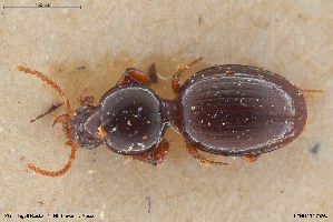  (Dyschirius alpicola - BGE_00261_A05)  @11 [ ] Creative Commons  Attribution Non-Commercial Share-Alike (2024) NTNU University Museum, Department of Natural History NTNU University Museum, Department of Natural History