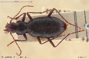  (Nebria cordicollis - BGE_00261_B02)  @11 [ ] Creative Commons  Attribution Non-Commercial Share-Alike (2024) NTNU University Museum, Department of Natural History NTNU University Museum, Department of Natural History