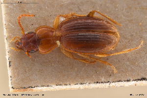  ( - BGE_00258_C05)  @11 [ ] Creative Commons  Attribution Non-Commercial Share-Alike (2024) NTNU University Museum, Department of Natural History NTNU University Museum, Department of Natural History