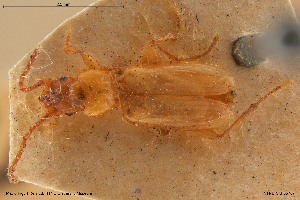  (Trechus micros - BGE_00258_B11)  @11 [ ] Creative Commons  Attribution Non-Commercial Share-Alike (2024) NTNU University Museum, Department of Natural History NTNU University Museum, Department of Natural History