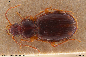  ( - BGE_00258_C03)  @11 [ ] Creative Commons  Attribution Non-Commercial Share-Alike (2024) NTNU University Museum, Department of Natural History NTNU University Museum, Department of Natural History