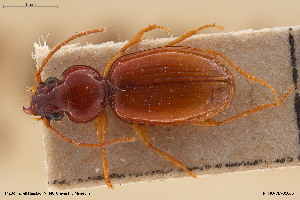  ( - BGE_00258_B10)  @11 [ ] Creative Commons  Attribution Non-Commercial Share-Alike (2024) NTNU University Museum, Department of Natural History NTNU University Museum, Department of Natural History