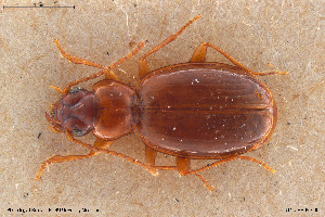  (Trechus laevipennis - BGE_00258_A03)  @11 [ ] Creative Commons  Attribution Non-Commercial Share-Alike (2024) NTNU University Museum, Department of Natural History NTNU University Museum, Department of Natural History