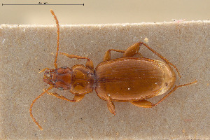  ( - BGE_00258_C06)  @11 [ ] Creative Commons  Attribution Non-Commercial Share-Alike (2024) NTNU University Museum, Department of Natural History NTNU University Museum, Department of Natural History